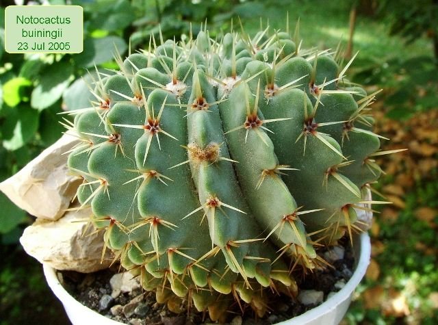 Notocactus_ buiningii_ 01